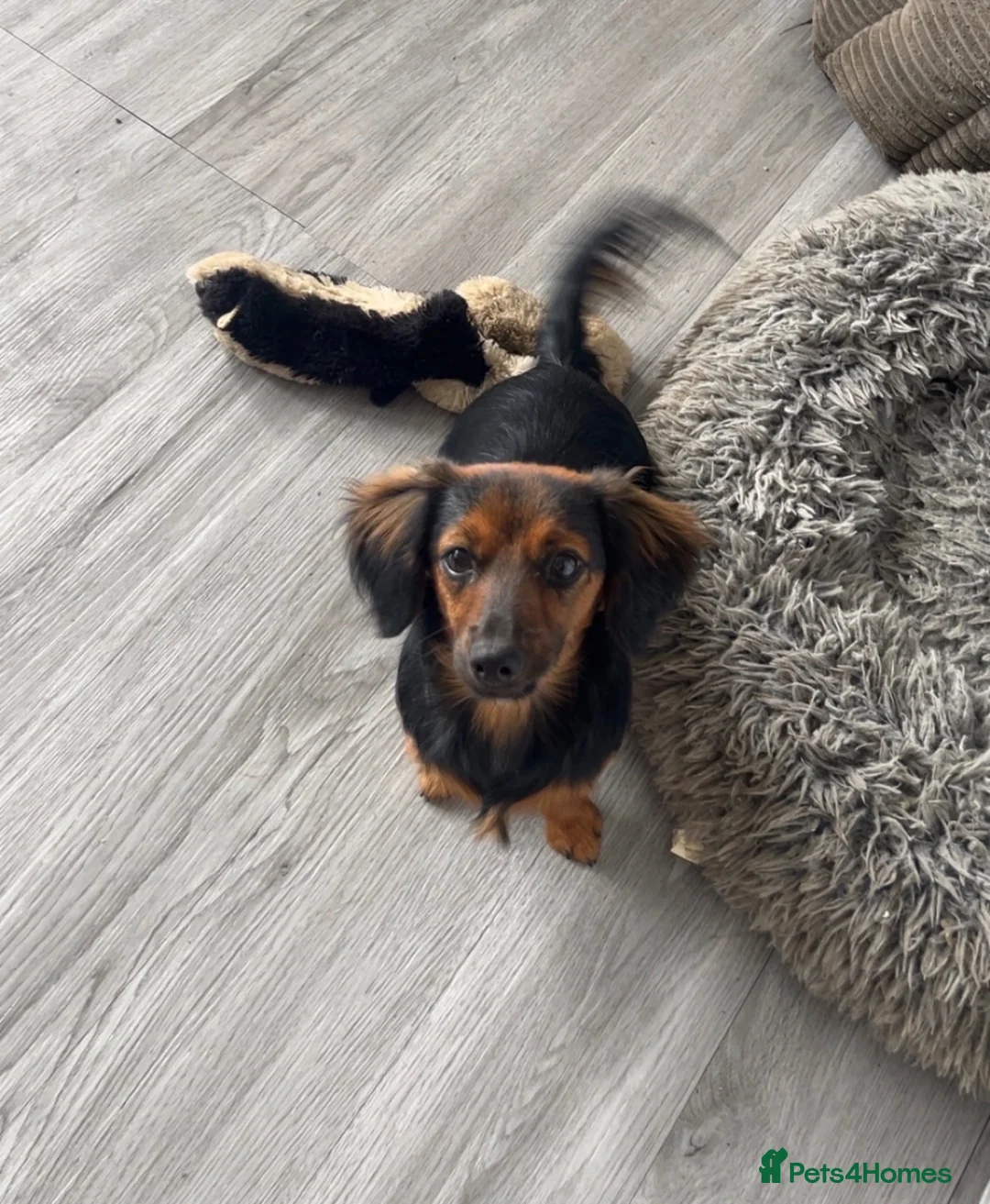 Mixed Breed dogs for sale: Beautiful dachshund cross🩷 - Advert 4