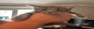 Maine Coon 1