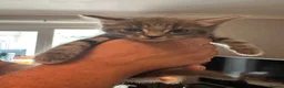 Maine Coon cats for sale: Maincoon cross kittens  - Advert 11