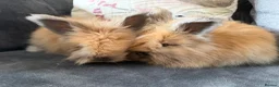 Angora rabbits for sale: Angora collection Ready - Advert 5