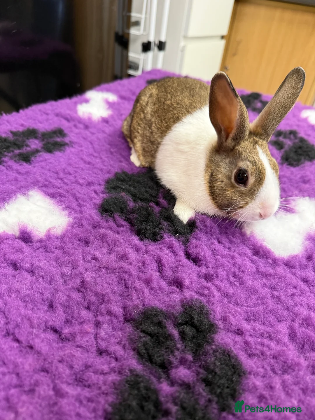 Dutch rabbits for sale: Baby Dutch Rabbits For Sale - Advert 4