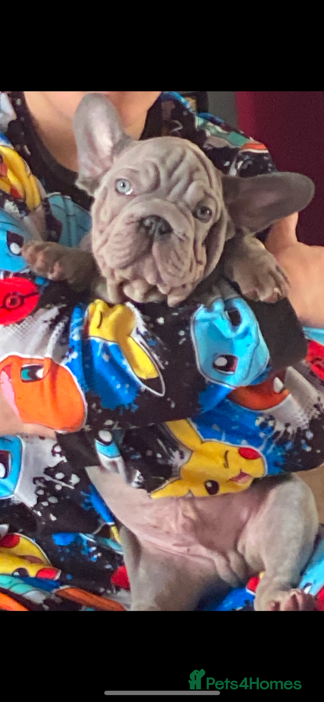 French Bulldog dogs for sale: Male French bulldog puppy  - Advert 3