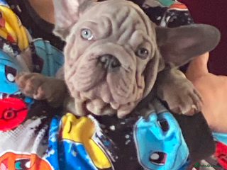 French Bulldog dogs ONO-LAST PUPPY French bulldog - Advert 3