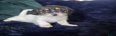 Male puppy 2