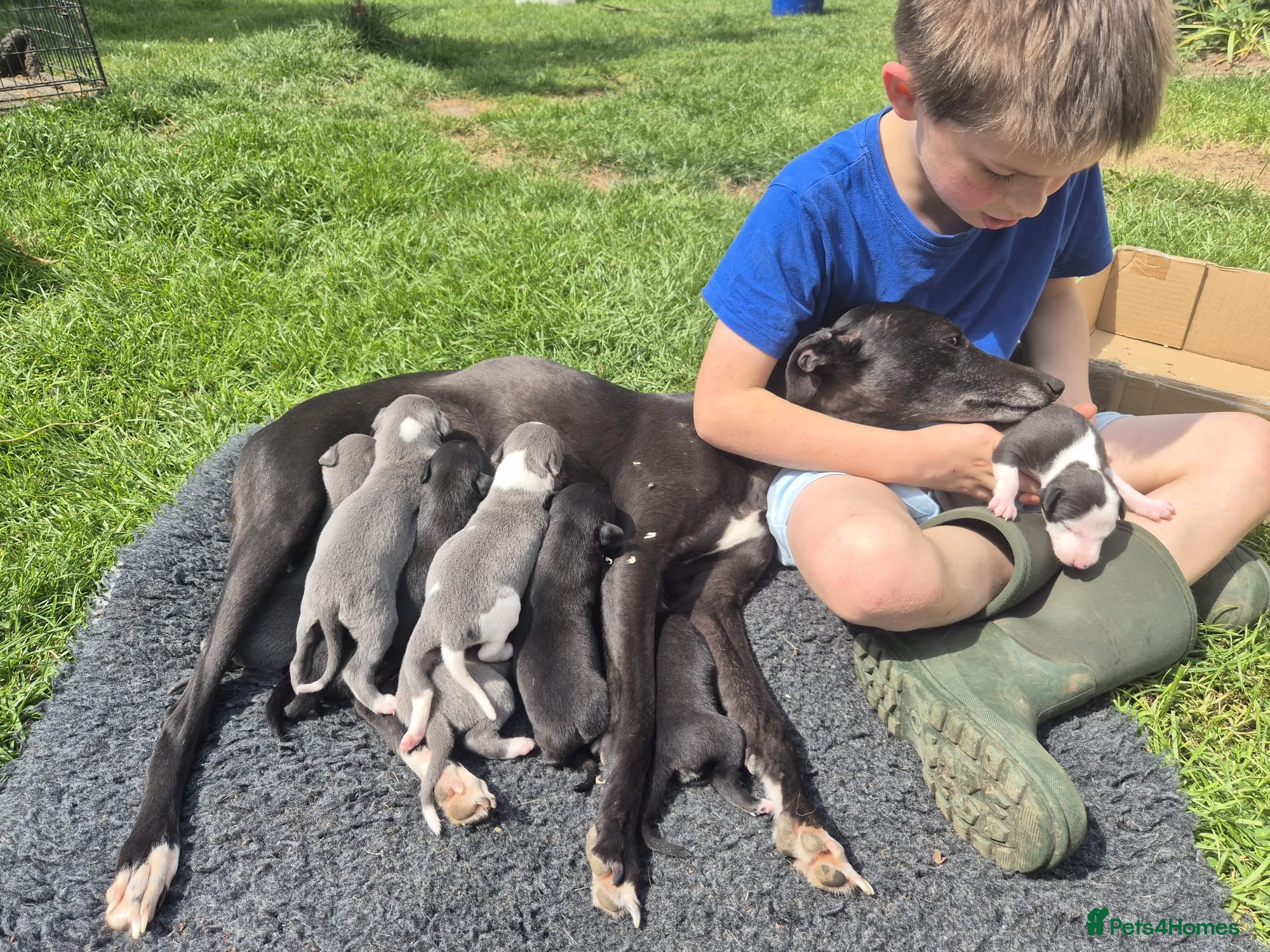 Whippet dogs for sale: Summer’s lovely puppies  - Advert 1