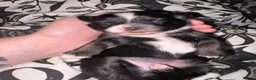 Pomchi dogs for sale: Pomchi  in Telford - Advert 3