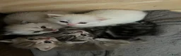 British Shorthair cats for sale: NORWEGIAN FOREST CAT X BRITISH SHORTHAIR KITTENS  - Advert 23