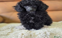 Toy Poodle dogs for sale: Gorgeous Tiny Toy Poodle Pups  - Image 37