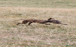 Whippet dogs for sale: 6 month old brindle whippet - Advert 1