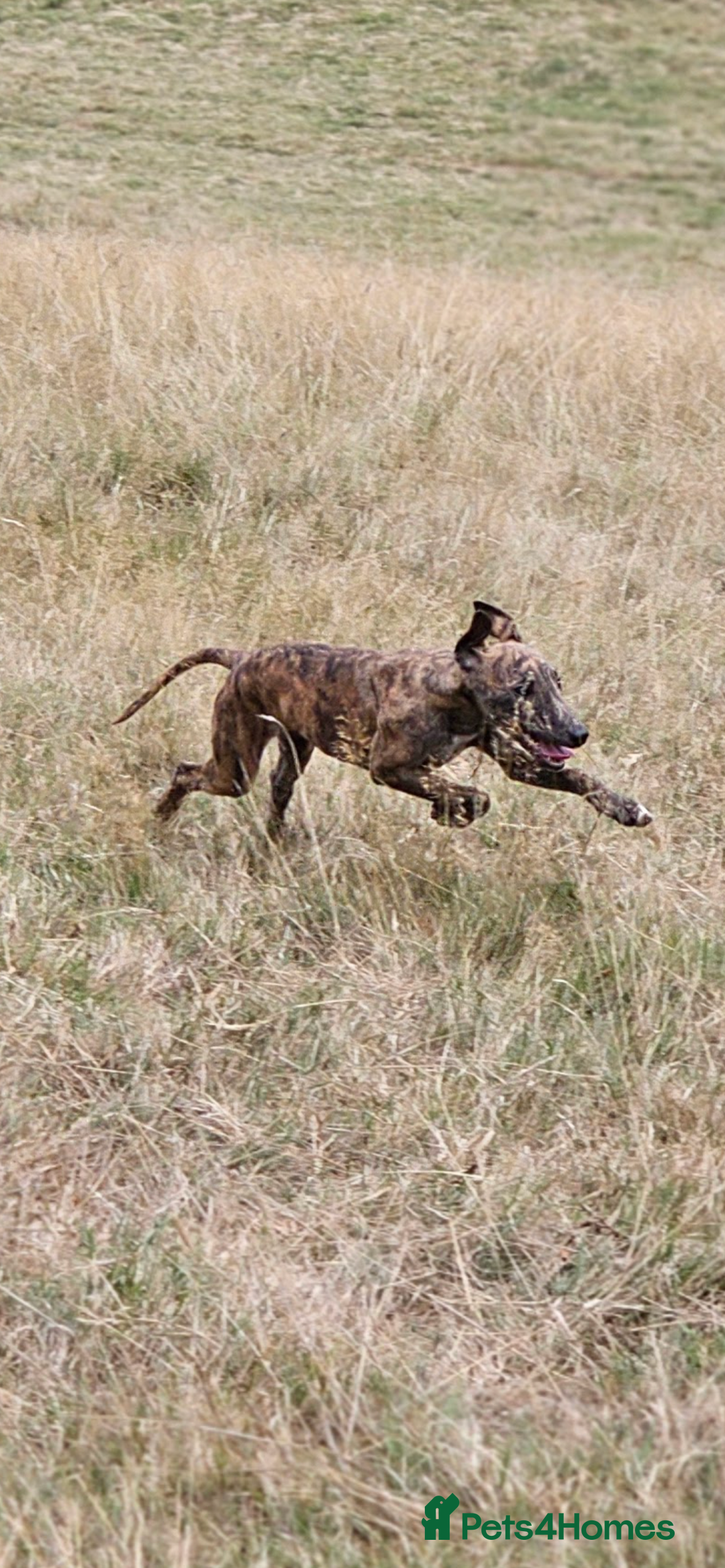 Whippet dogs for sale: 6 month old brindle whippet - Advert 1