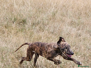 Whippet dogs for sale: 6 month old brindle whippet - Advert 1