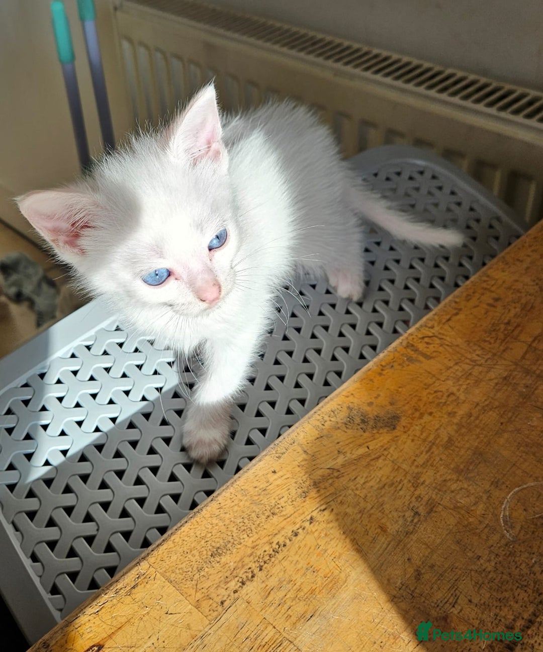 Turkish Angora cats for sale: White Turkish Angora kittens 😸 😍 ♥️  - Advert 5