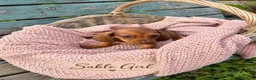 Miniature Dachshund dogs for sale: Miniature Dachshund Boys and Girl - Advert 19