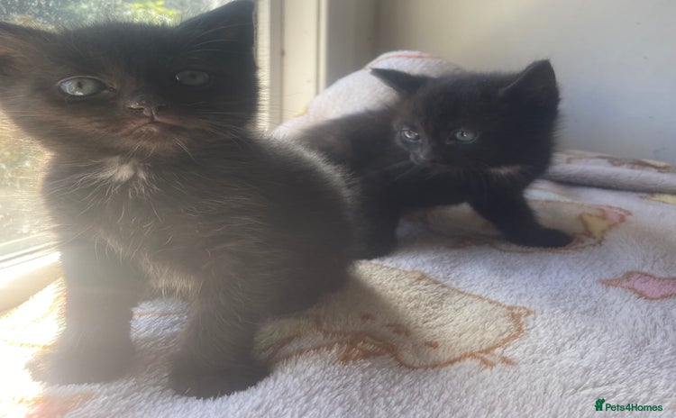 Mixed Breed cats - Advert 4