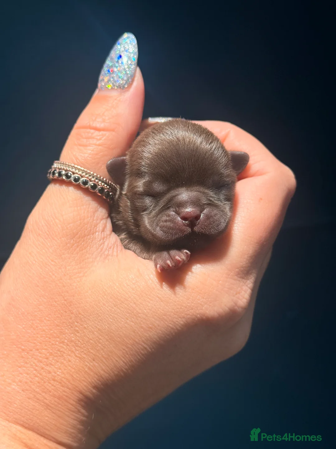 Chihuahua dogs for sale: 💖 Chocolate females and black tri male 💖 KC reg - Advert 2