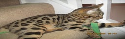 Bengal cats for sale: pedigree male bengals - Advert 20