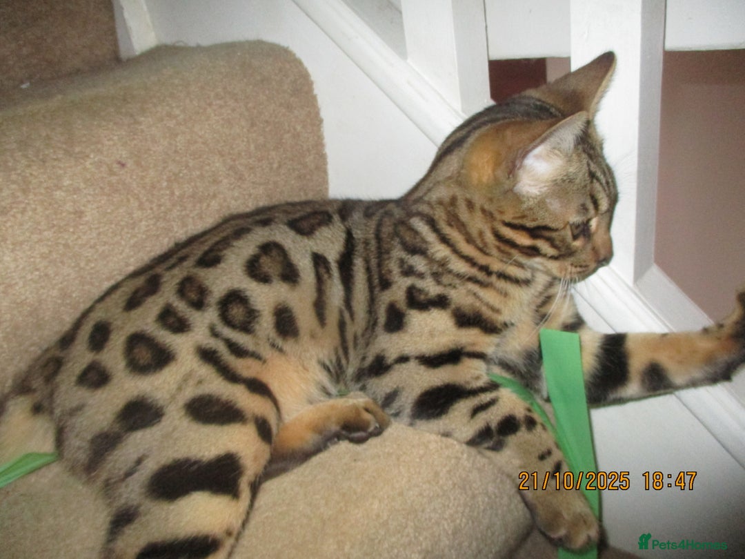 Bengal cats for sale: pedigree male bengals - Advert 20