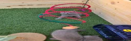 British Shorthair cats for sale: Beautiful British Shorthair kittens  - Advert 1