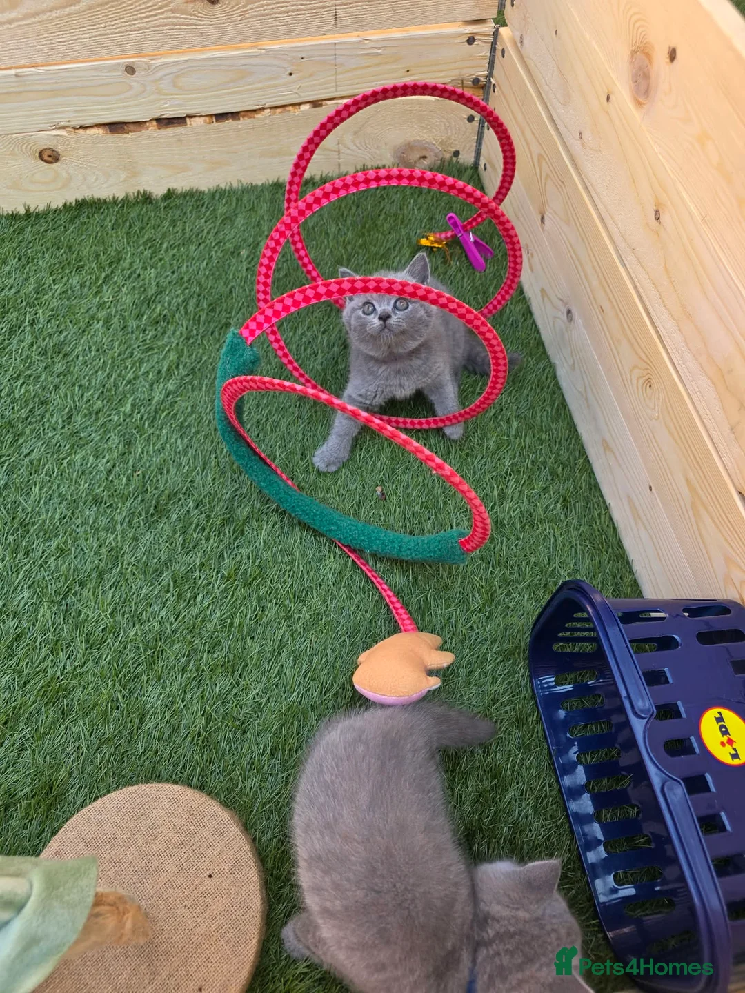 British Shorthair cats for sale: Beautiful British Shorthair kittens  - Advert 1