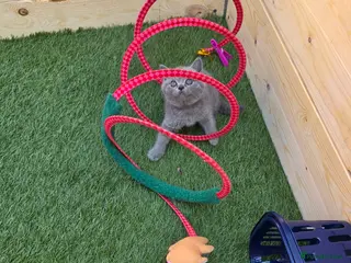 British Shorthair cats Beautiful British Shorthair kittens - Advert 1