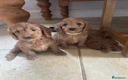 Cockapoo dogs for sale: F1 Apricot / Red Cockapoo’s  in Wetherby - Image 1