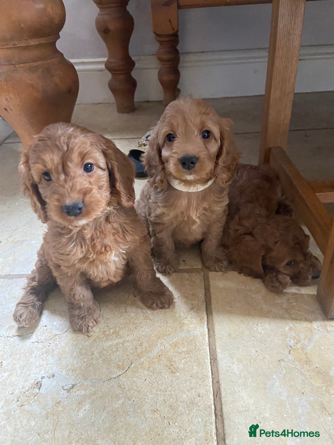Cockapoo dogs for sale: F1 Apricot / Red Cockapoo’s  in Wetherby - Image 1