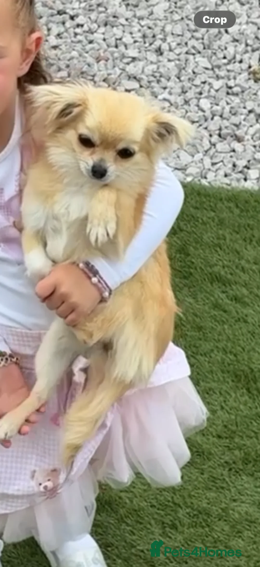 Chihuahua dogs for sale: Beautiful loving Chihuahua in Sandbach - Advert 2