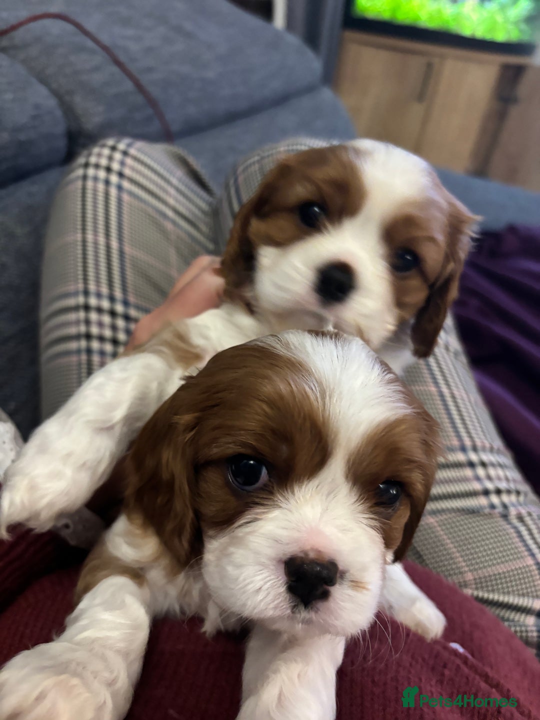 Cavalier King Charles Spaniel dogs for sale: KC registered Cavalier King Spaniel puppies - Advert 1