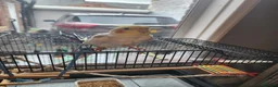 Cockatiels birds for sale: Male Cockatiel - Advert 1