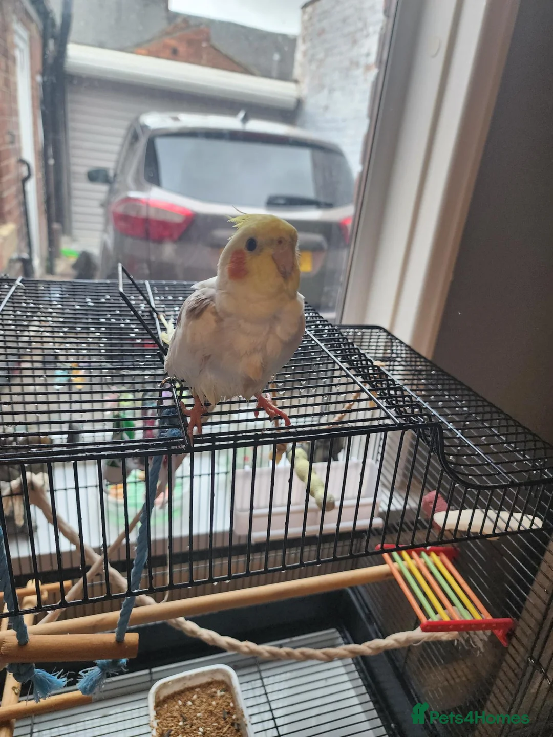 Cockatiels birds for sale: Male Cockatiel - Advert 1