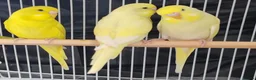 Budgerigars birds for sale: Beautiful Baby Budgies  - Advert 5