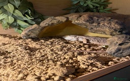 Bearded Dragon reptiles for sale: Lovely Bearded Dragon 6yrs old with complete setup - Image 4