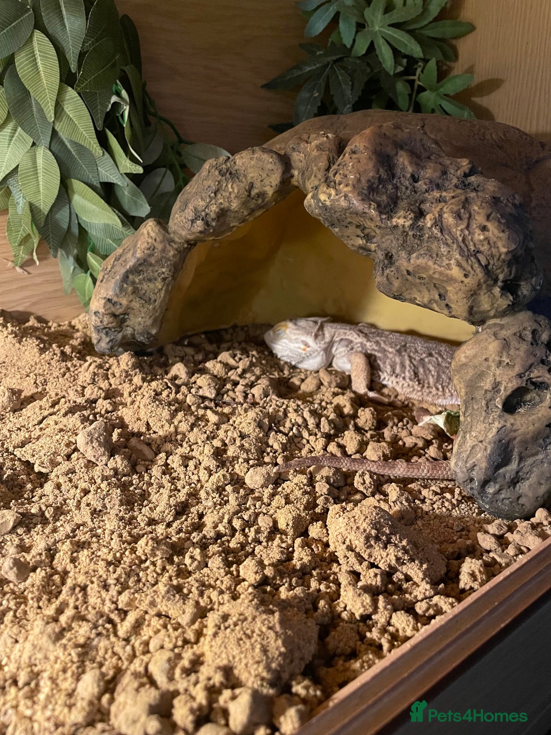 Bearded Dragon reptiles for sale: Lovely Bearded Dragon 6yrs old with complete setup - Image 4