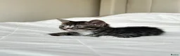 Mixed Breed cats for sale: Kittens - Advert 9
