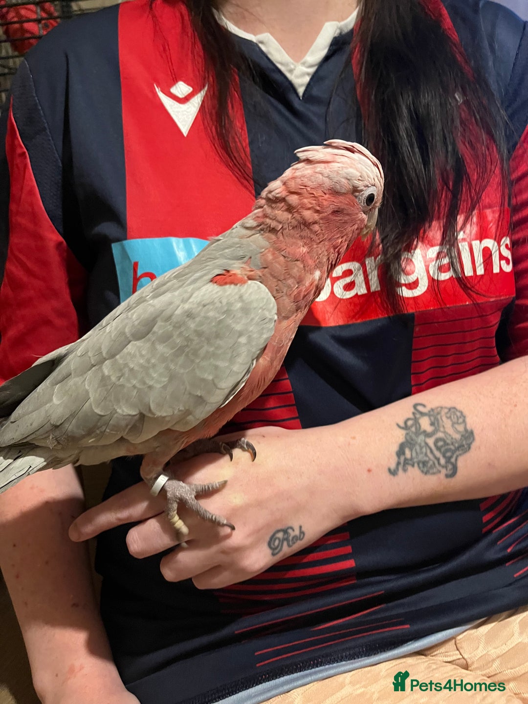 Parakeets birds for sale: Galah cockatoo  - Advert 2