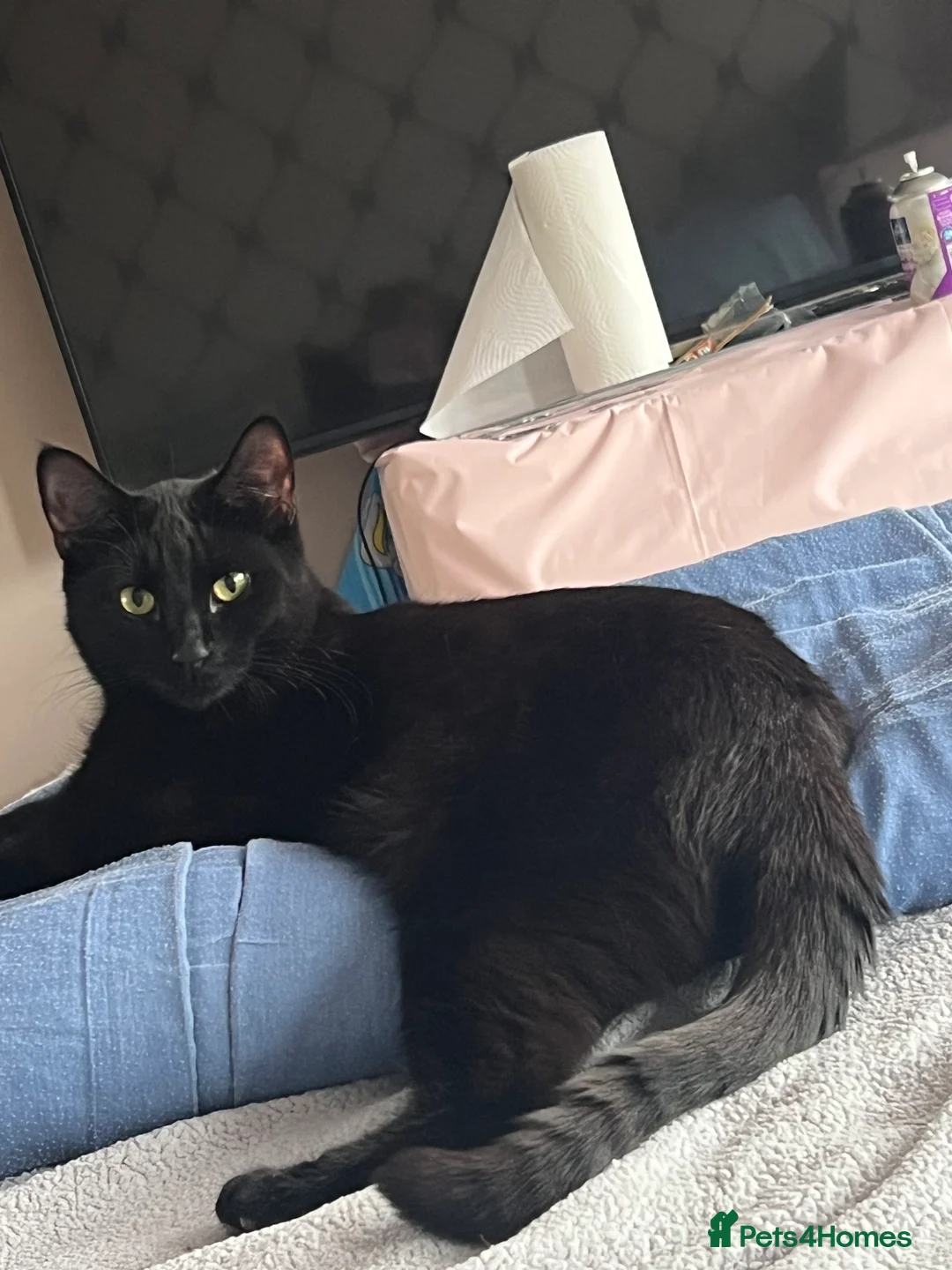 Mixed Breed cats for sale: Her name is MYTZY in Wembley - Advert 2