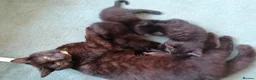 Domestic Shorthair cats for sale: 3 adorable kittens for sale  - Advert 9
