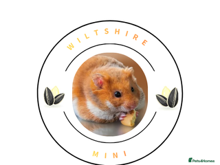 Hamster rodents Pedigree syrian hamsters - Advert 5