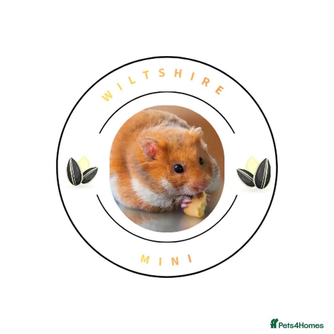 Hamster rodents for sale: Pedigree syrian hamsters  - Advert 1