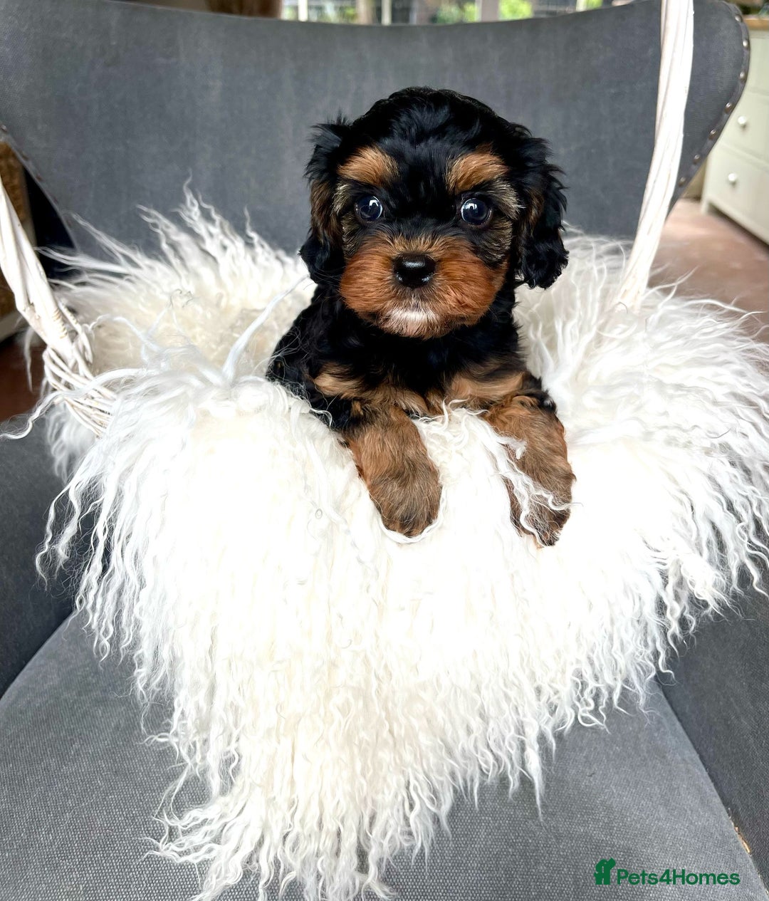 Miniature Poodle dogs for stud: KC phantom miniature poodle stud health tested in Thetford - Image 26