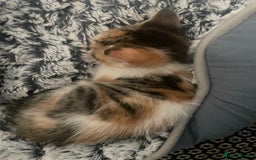 Mixed Breed cats for sale: 6 kittens for sale  - Image 17