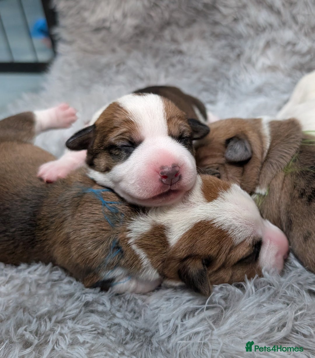 Jack Russell dogs for sale: ❤️3/4 Jack Russell babies ❤️ - Advert 7