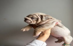 English Bulldog dogs for sale: English Bulldog Puppies  - Image 16