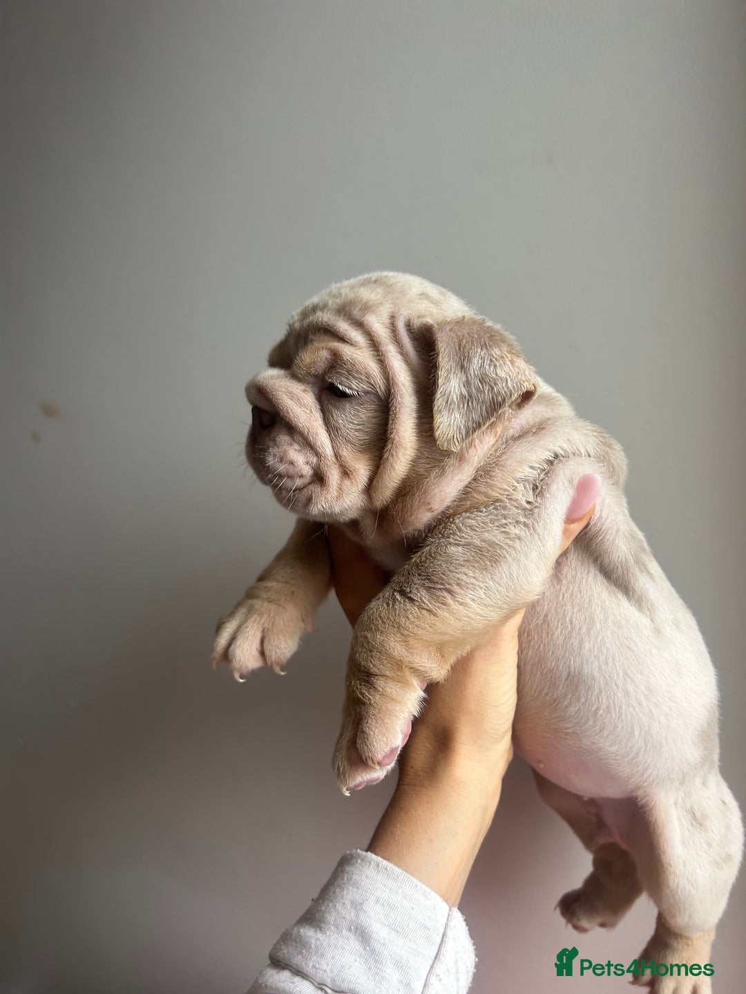 English Bulldog dogs for sale: English Bulldog Puppies  - Image 16