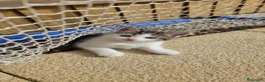Mixed Breed Kitten 1