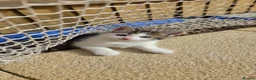 Mixed Breed cats for sale: kitten girl  - Advert 1