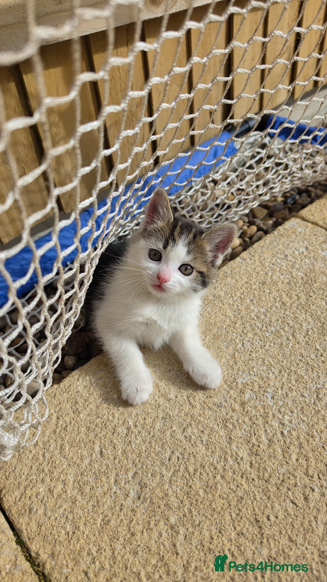 Mixed Breed cats for sale: kitten girl  - Advert 1
