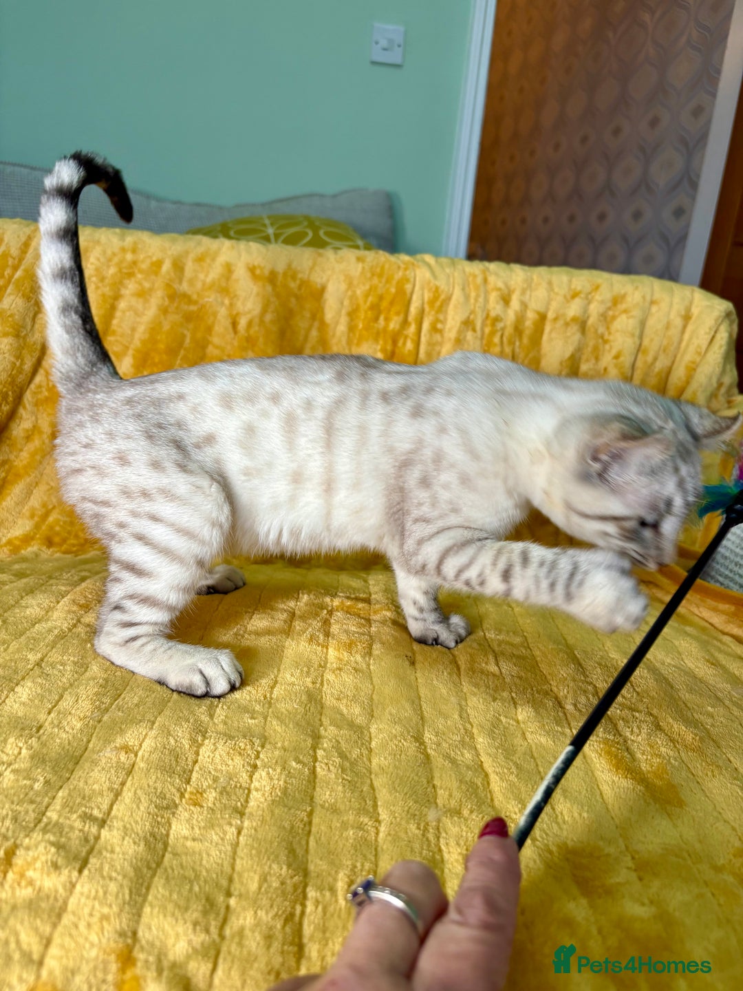 Keetso cats for sale: Superb polydactyl curled eared girl - Advert 9