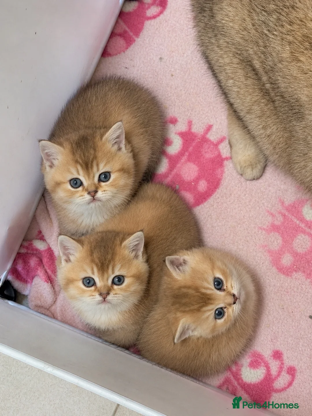 British Shorthair cats for sale: Stunning Golden British Shorthair Kittena🩷💜💙 - Advert 1