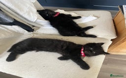 Mixed Breed cats for sale: ✨ The Midnight Magic – Ready to Steal Your Heart  - Image 9